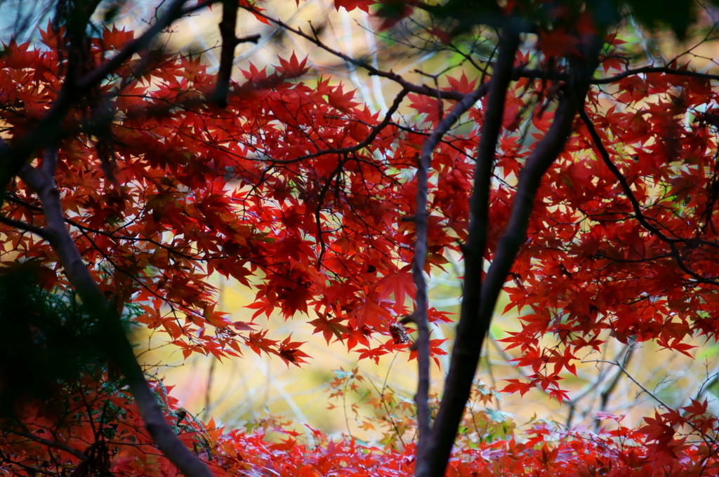 箕面の紅葉