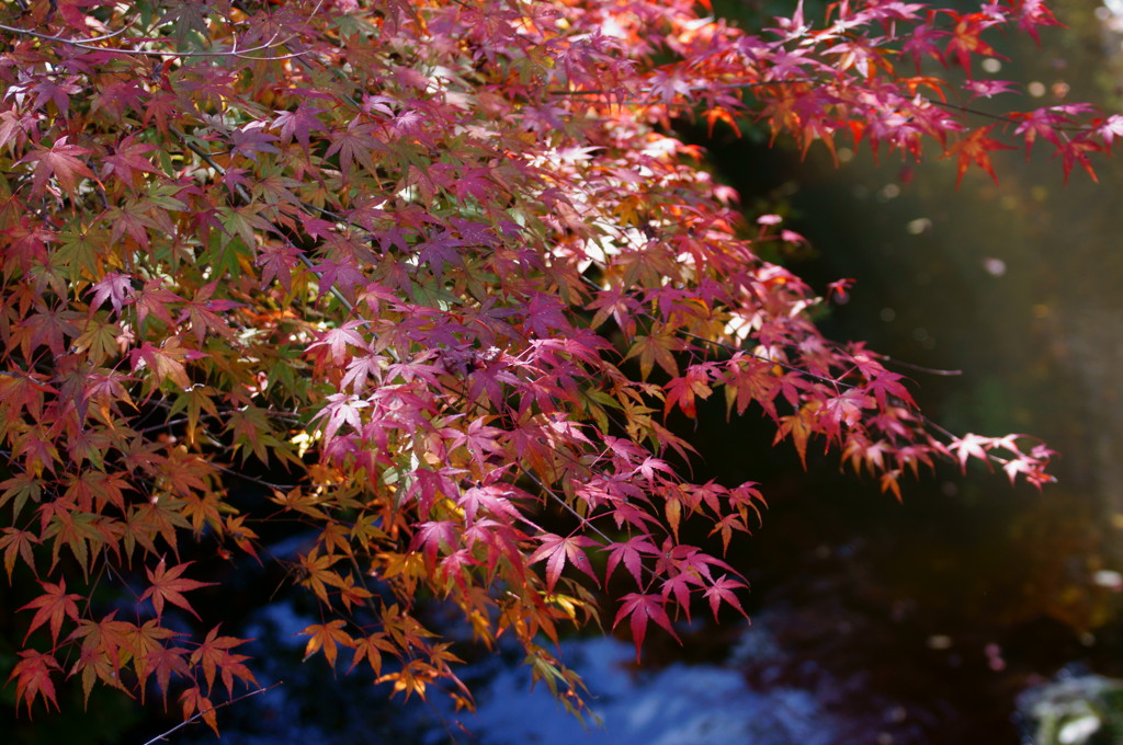 箕面の紅葉