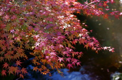 箕面の紅葉