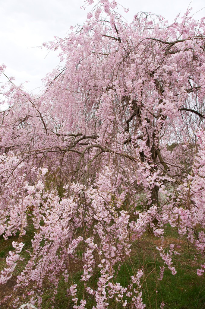 原谷苑の桜・その8