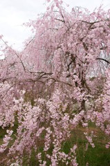 原谷苑の桜・その8