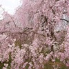 原谷苑の桜・その8