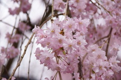 原谷苑の桜・その4