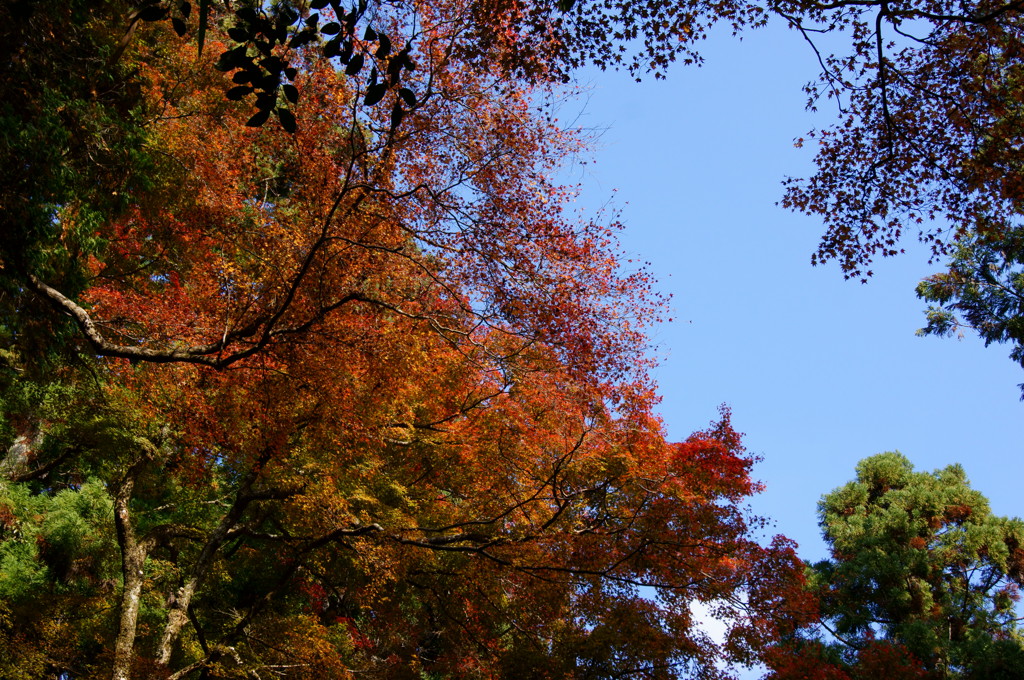 紅葉と青空