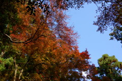 紅葉と青空