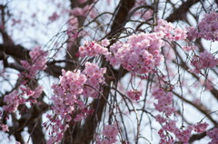 万博公園の桜・その5