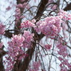 万博公園の桜・その5