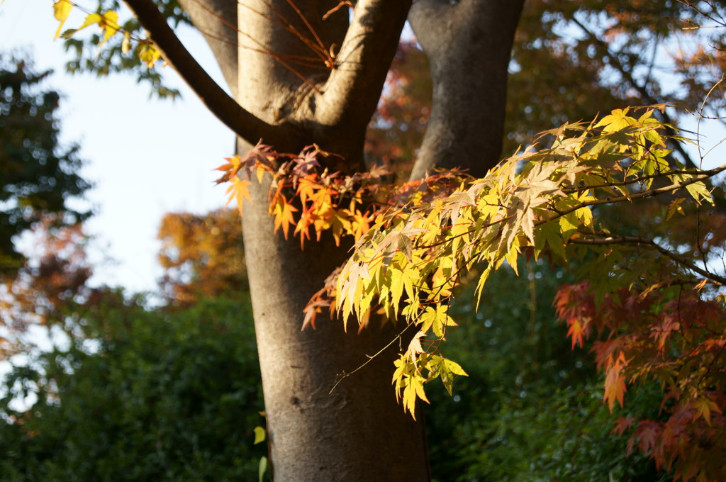 早めの紅葉