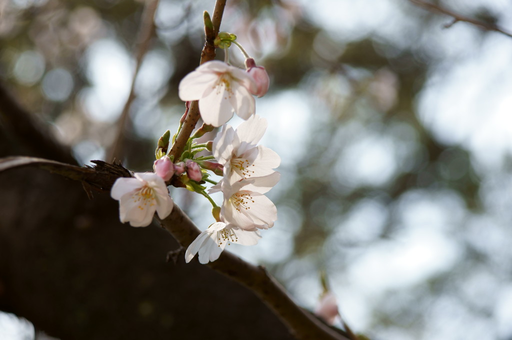 うつぼ公園の桜その3