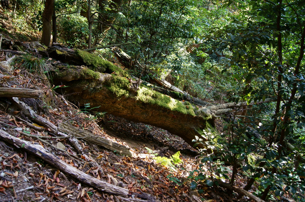 苔むした倒木