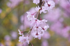 原谷苑の桜・その6