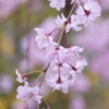 原谷苑の桜・その6