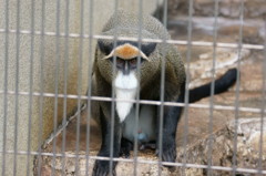 ブラッザグェノン