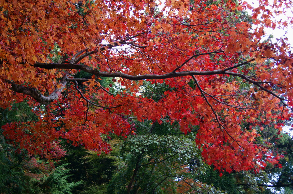 紅葉