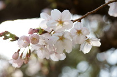 うつぼ公園の桜その1