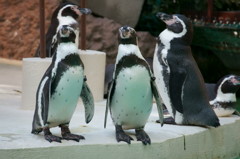 ペンギン