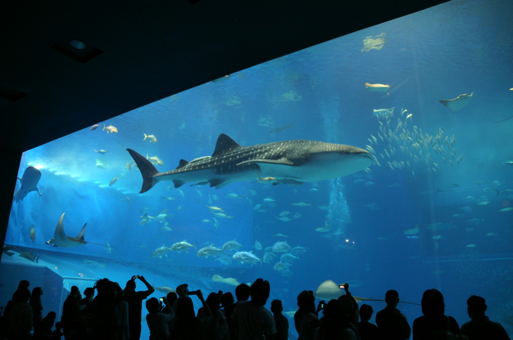 美ら海水族館の大水槽