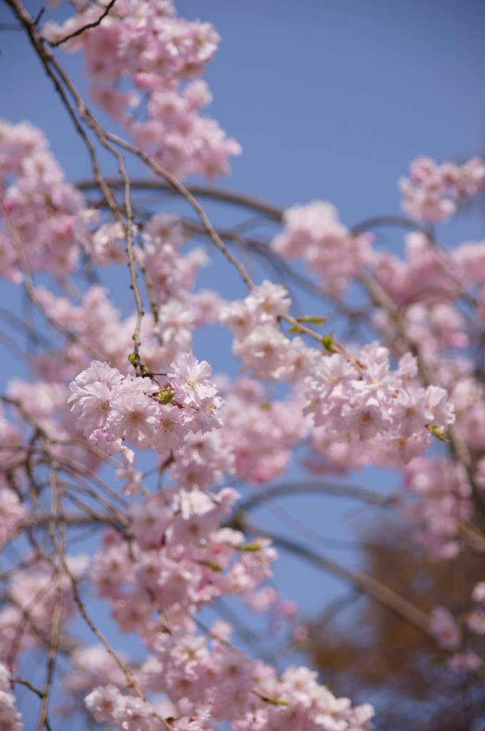 万博公園の桜・その12