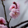 水もしたたる