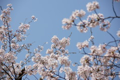 万博公園の桜・その8