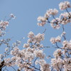 万博公園の桜・その8
