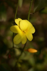 うつぼ公園の花