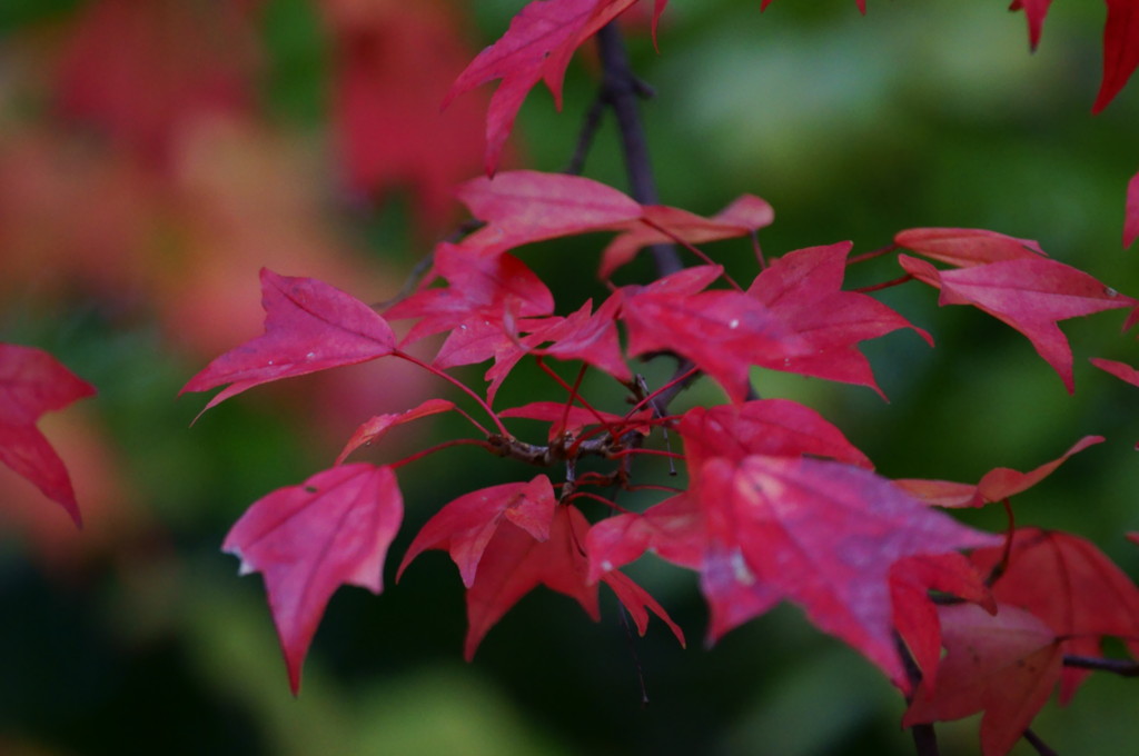 紅葉