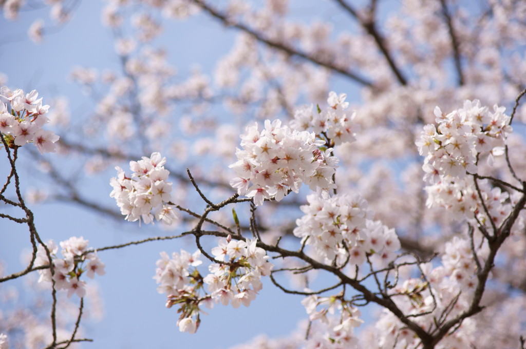 万博公園の桜・その11