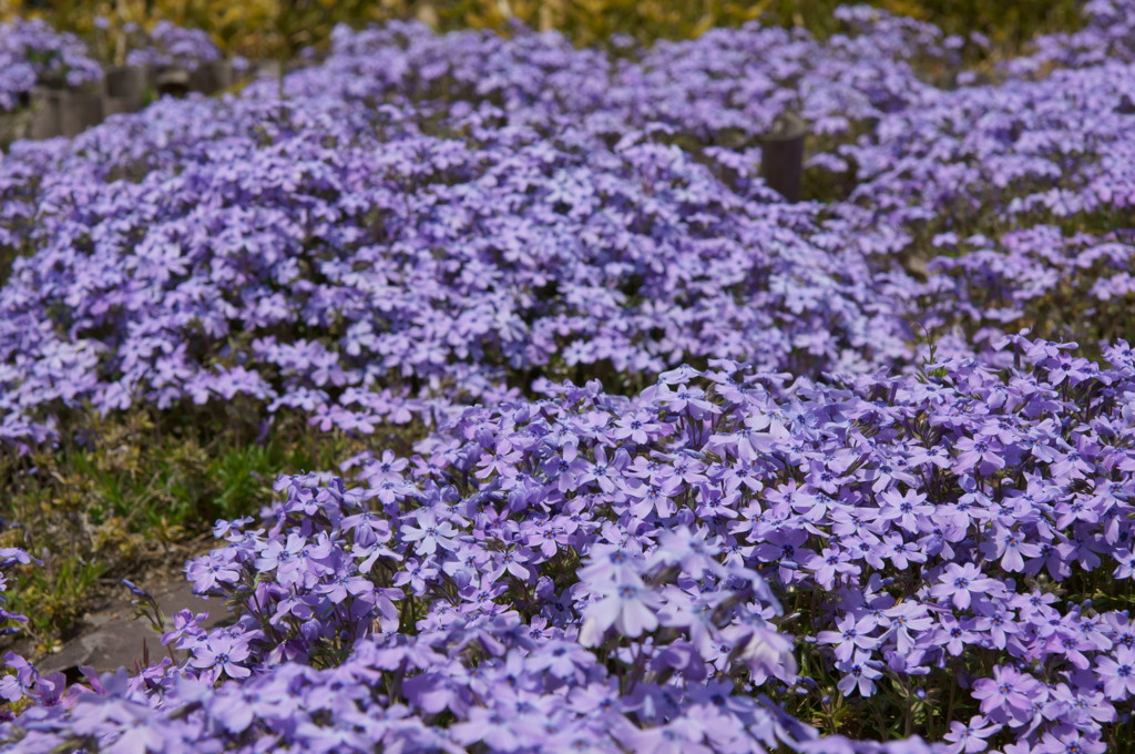 万博公園の芝桜