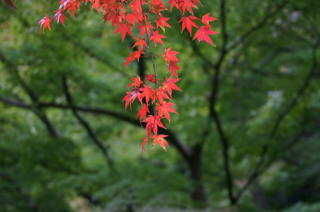 垂れ紅葉