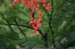 垂れ紅葉