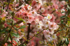 万博公園の木瓜