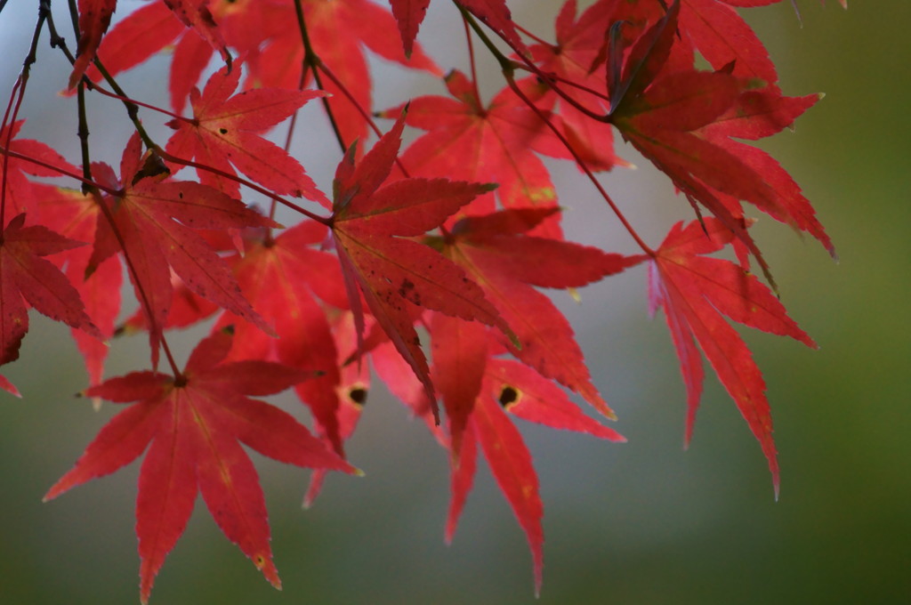 紅葉のアップ