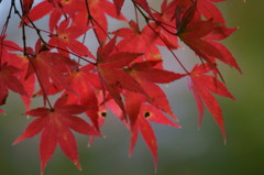 紅葉のアップ