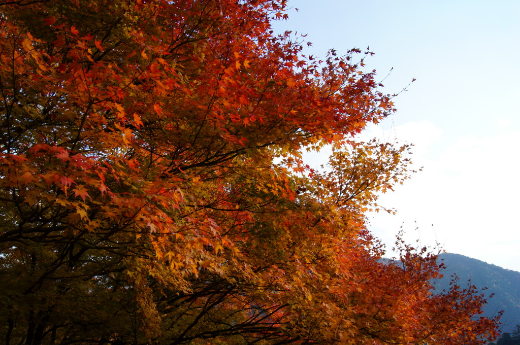 紅葉と山