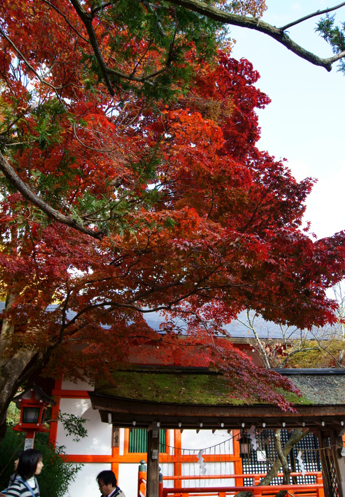 手水舎と紅葉