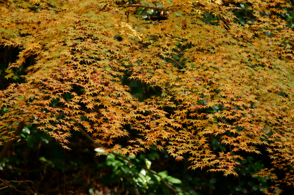 箕面の紅葉