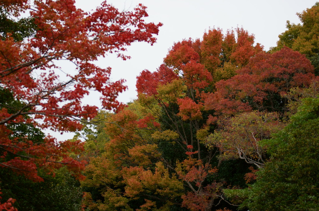 万博公園日本庭園の紅葉