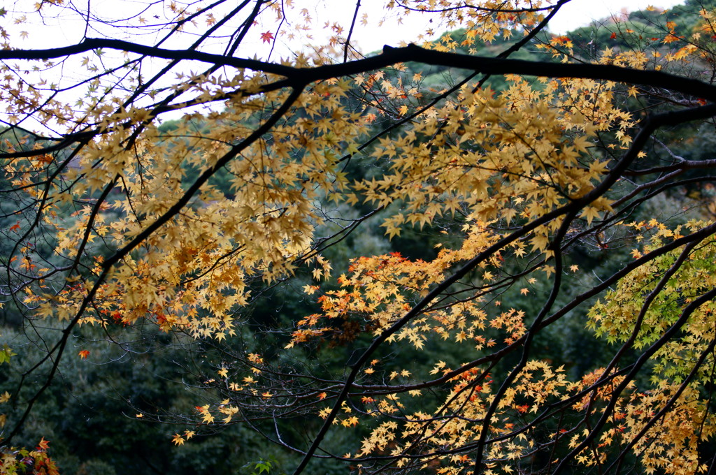 箕面の紅葉