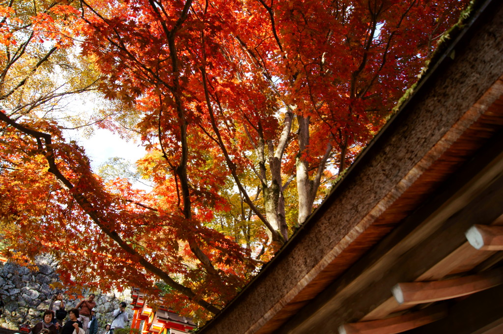 紅葉と屋根