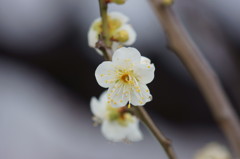 梅