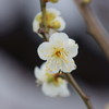 梅