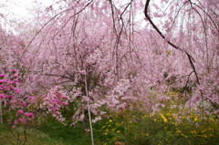 原谷苑の桜・その10