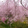 原谷苑の桜・その10