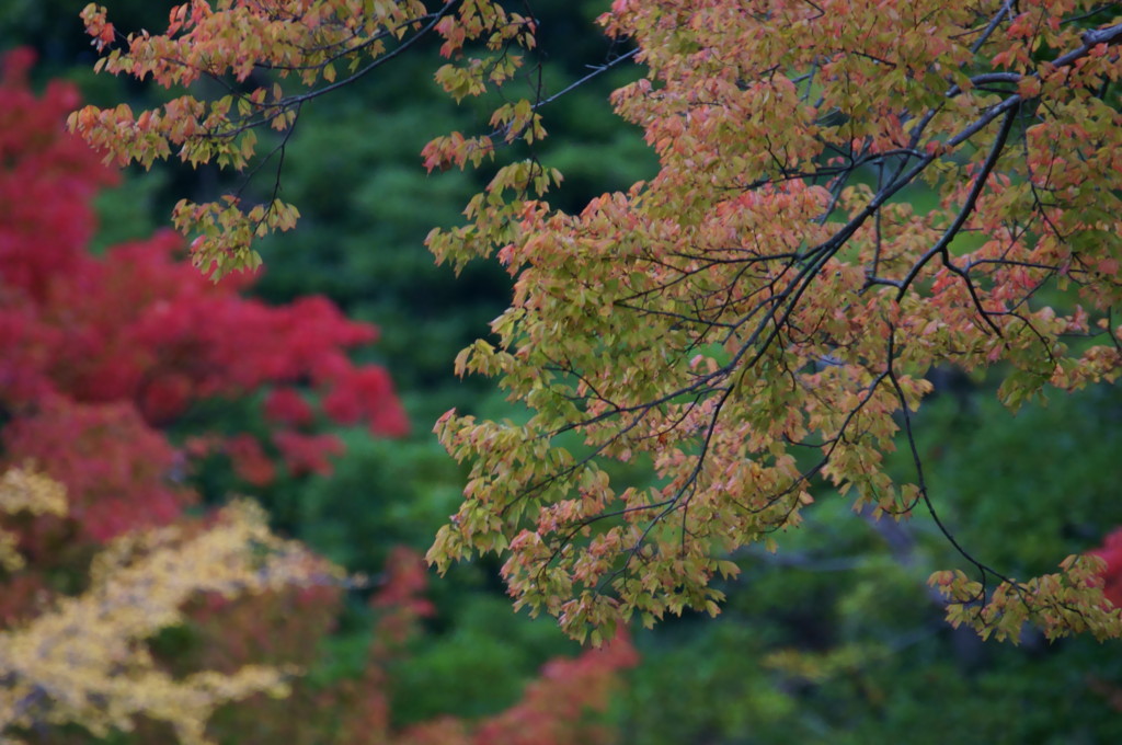 万博公園日本庭園の紅葉