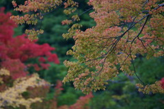 万博公園日本庭園の紅葉