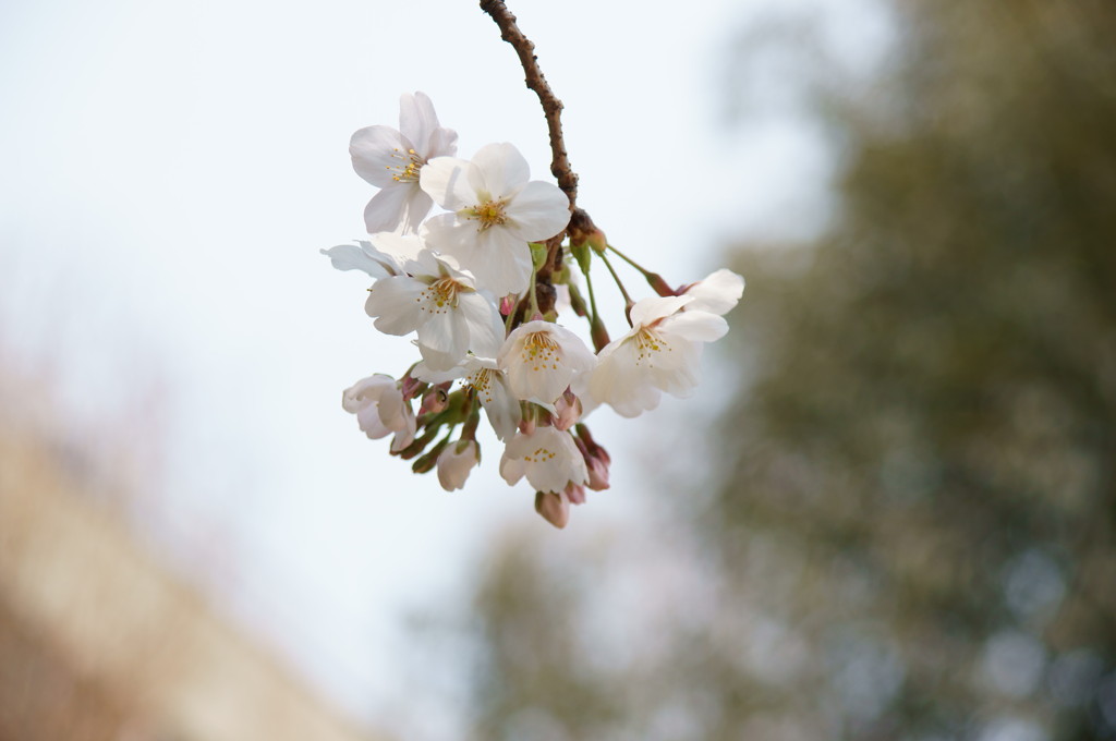 うつぼ公園の桜その2