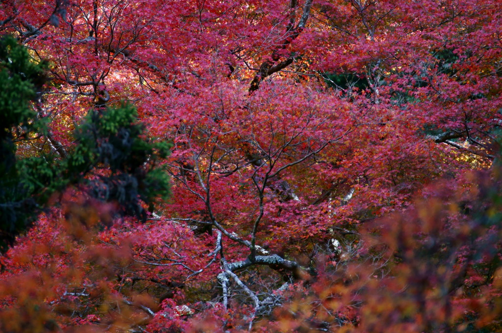箕面の紅葉