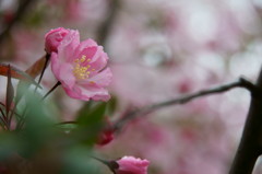 原谷苑の桜・その15