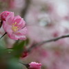 原谷苑の桜・その15